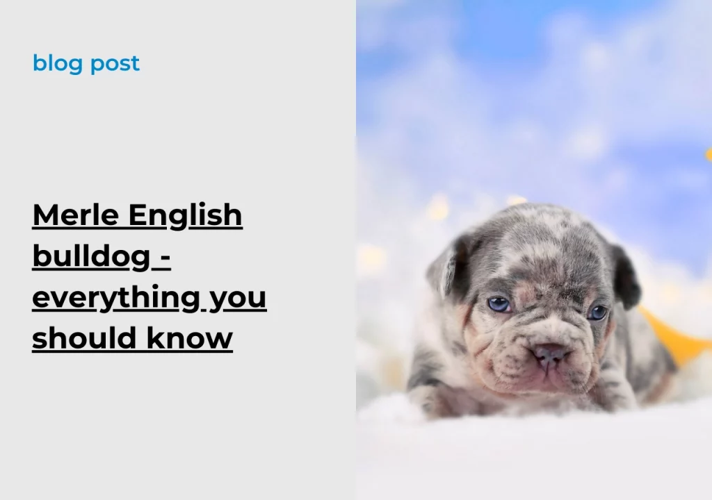 Ask English bulldogs Merle English bulldog - everything you should know