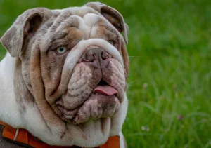 Ask English bulldogs Merle English bulldog - everything you should know