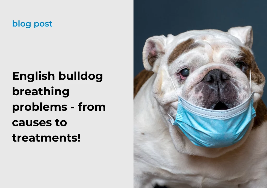 Ask English bulldog English bulldog breathing problems - from causes to treatments!
