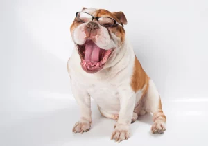 Ask English bulldog English bulldog breathing problems - from causes to treatments!