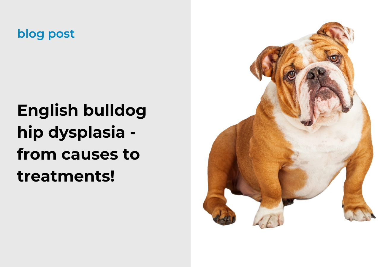 English bulldog hip dysplasia from causes to treatments!