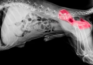 Ask English bulldog English bulldog hip dysplasia - from causes to treatments!