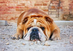 Ask English bulldog English bulldog hip dysplasia - from causes to treatments!
