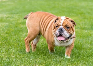 Ask English bulldog Is my English Bulldog Overweight? Top 3 sings to spot