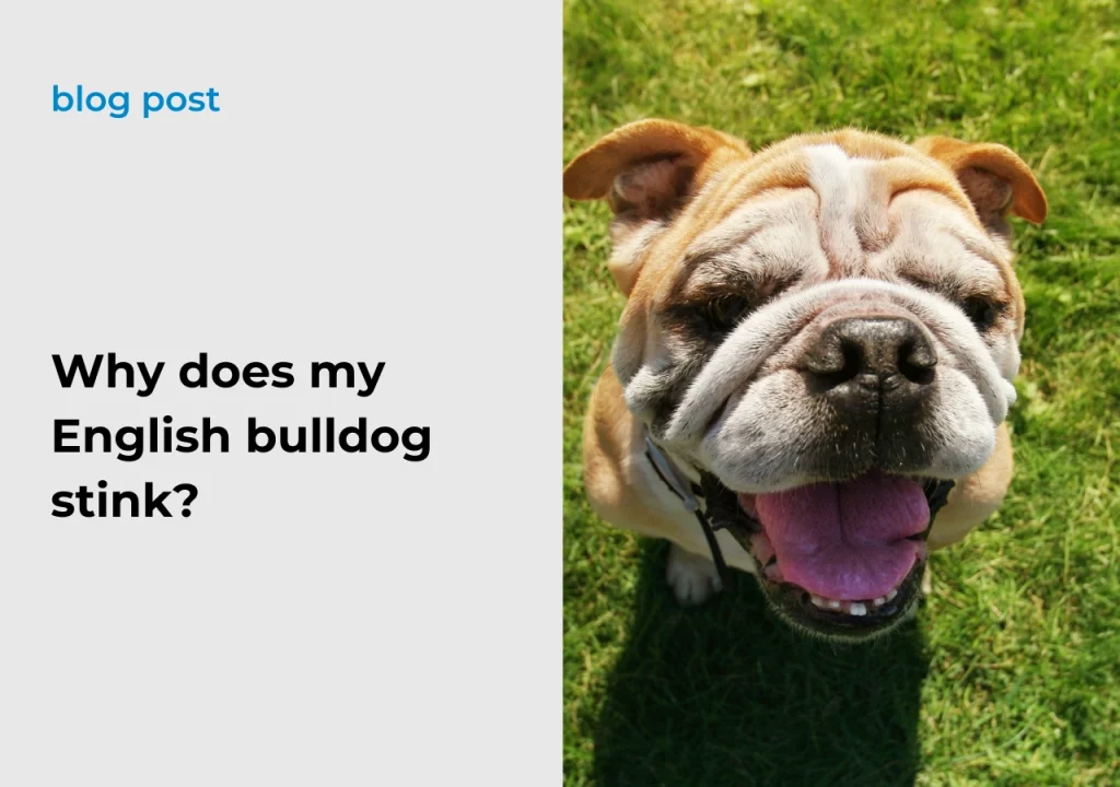 Ask Englsih Bulldog Why does my English bulldog stink?