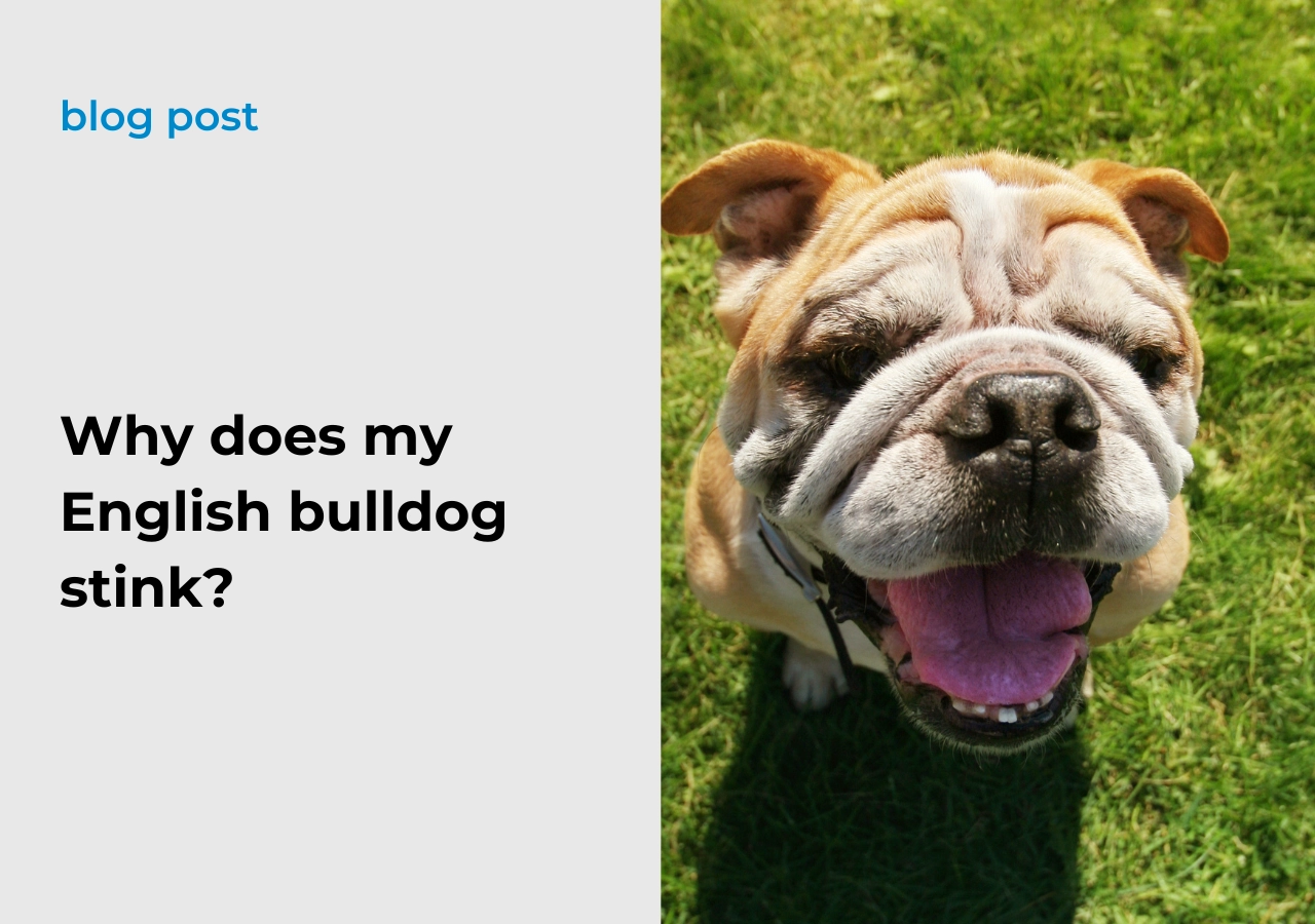 Why does my English bulldog stink?