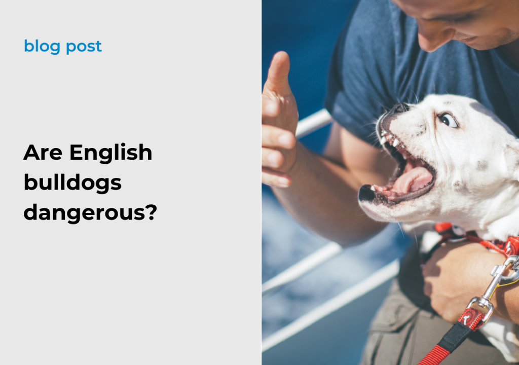 Ask English Bulldog Are English bulldogs dangerous?