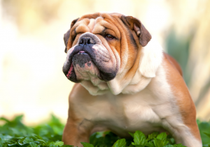 Ask English Bulldog- brush for bulldogs