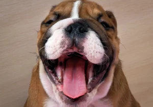 Ask English Bulldog What can you do when an English bulldog has a bad breath?