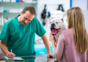 Ask English Bulldog What can you do when an English bulldog has a bad breath?