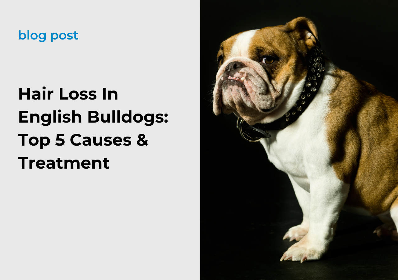 Hair Loss In English Bulldogs: Top 5 Causes & Treatment - AskEnglishBulldog