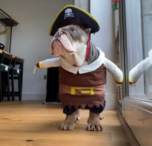 english bulldog costumes