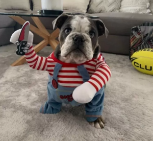 costumes for bulldogs