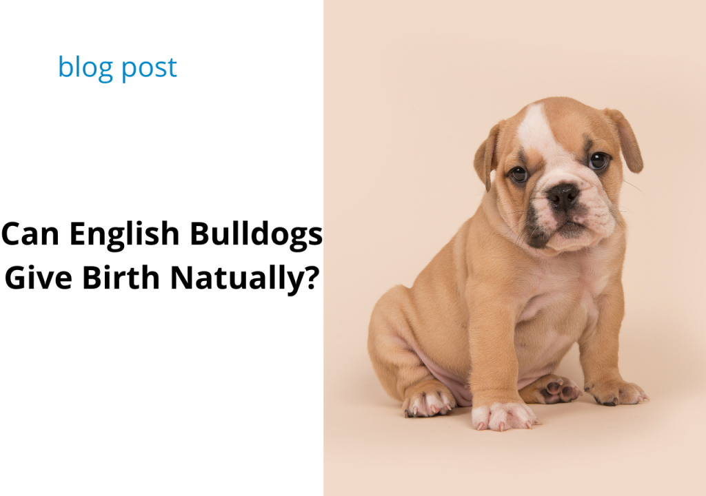 can english bulldogs give birth naturally?