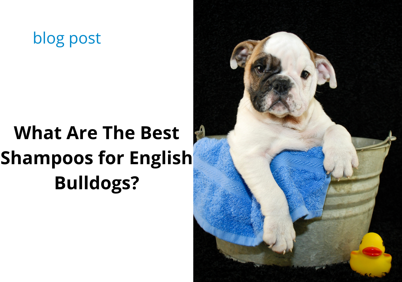 What Is The Best English Bulldog Shampoo? 4 Best Picks So Far