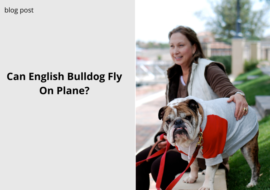 can english bulldogs fly on plane