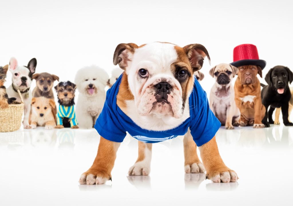 clothes for bulldogs
