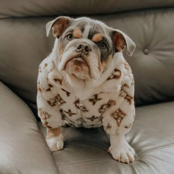 dog clothes for english bulldogs