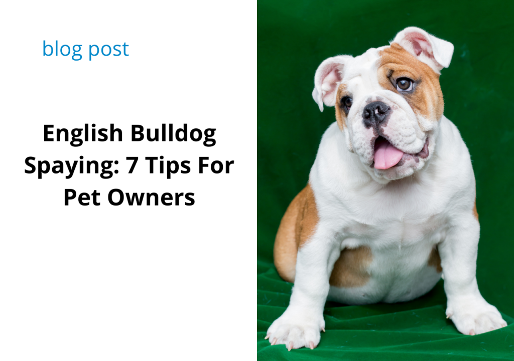 spaying an english bulldog
