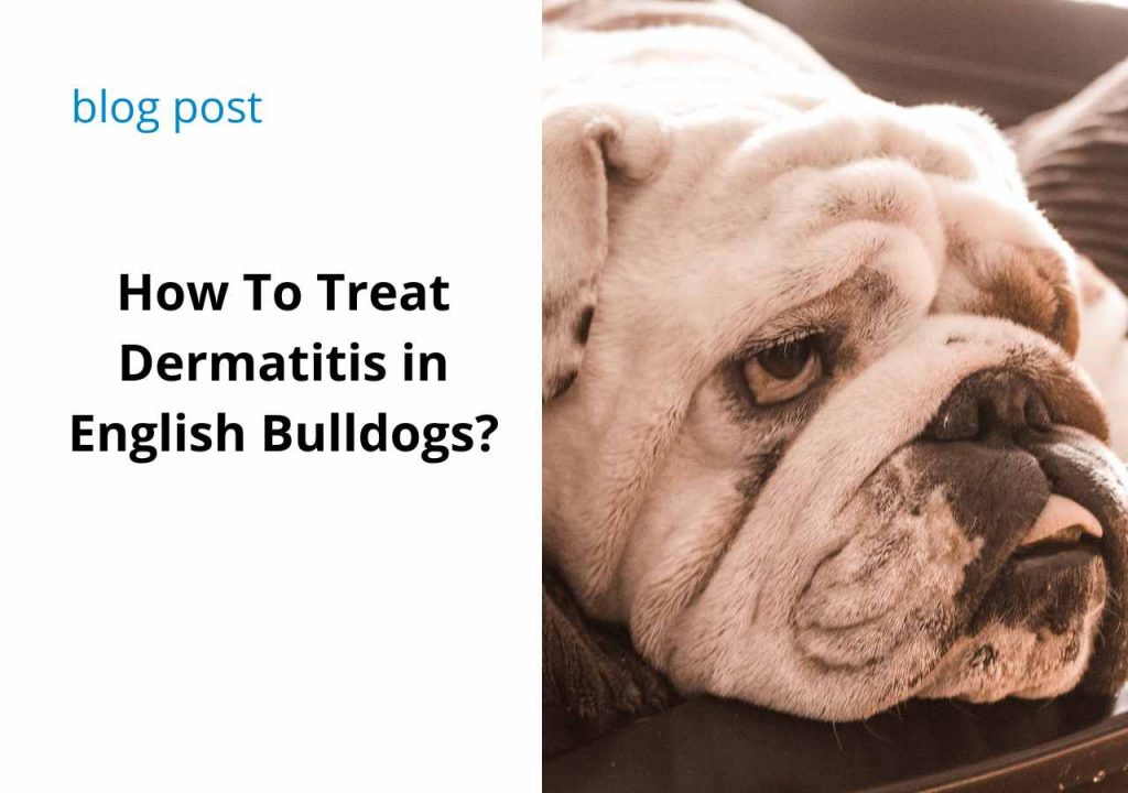 bulldog dermatitis