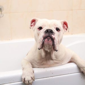 bathing an english bulldog ask english bulldog