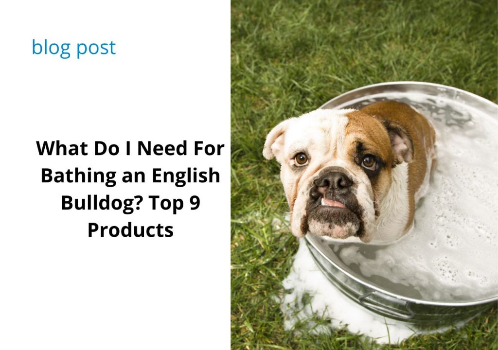 bathing an english bulldog ask english bulldog