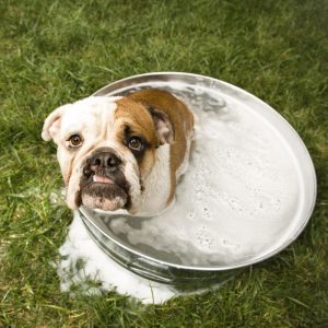 bathing an english bulldog ask english bulldog