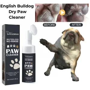 bathing an english bulldog